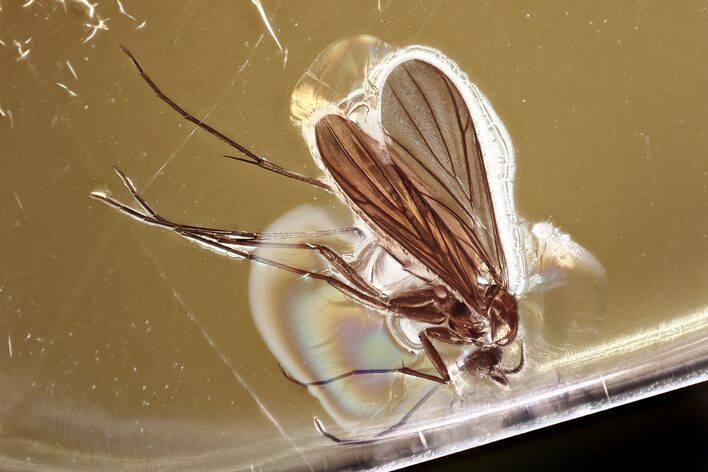 Detailed Fossil Fungus Gnat (Mycetophilidae) In Baltic Amber #372577